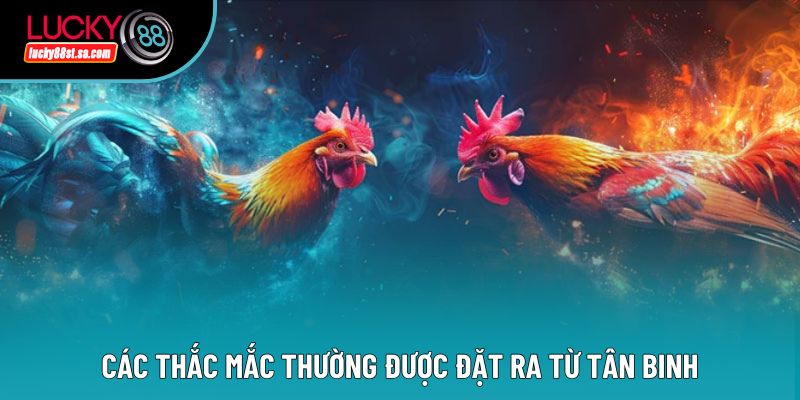 Các thắc mắc thường được đặt ra từ tân binh Các thắc mắc thường được đặt ra từ tân binh